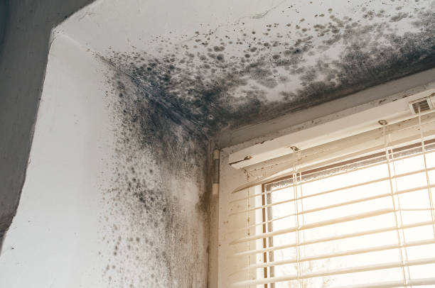 Affordable Mold Cleanup solutions in Emerson, NJ